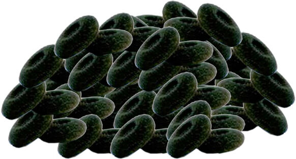 Jetfon 50 coussinets en mousse noire Lot de 50 coussinets de remplacement