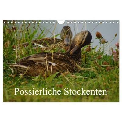 Possierliche Stockenten (Wandkalender 2026 DIN A4 quer), CALVENDO Monatskalender