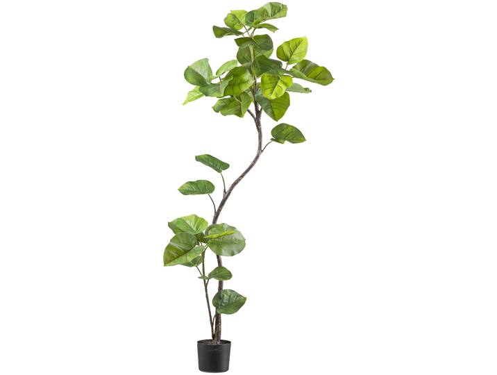 Kunstpflanze CREATIV GREEN Ficus umbellata , grün, H:160cm, Kunststoff, Kunstpflanzen, Kunstpflanze, mit tollem Blattwerk