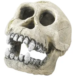 Skull Schimpanse 16cm