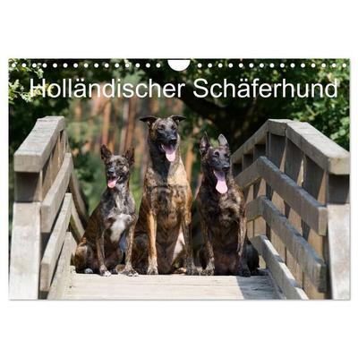 Holländischer Schäferhund (Wandkalender 2026 DIN A4 quer), CALVENDO Monatskalender