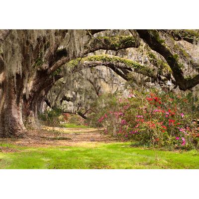 Papermoon "Live Oak Tunnel"