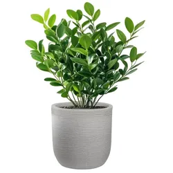 Raffaello Beige 35x34cm zylindrische Harzvase für Zimmer- und Gartenpflanzen