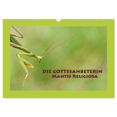 Die Gottesanbeterin Mantis Religiosa (Wandkalender 2027 DIN A3 quer), CALVENDO Monatskalender