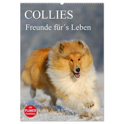 Collies - Freunde für´s Leben (Wandkalender 2026 DIN A2 hoch), CALVENDO Monatskalender