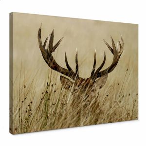 AS-Creation Wandbild Versteckter Hirsch, Leinwand, Querformat, 70 x 50 cm