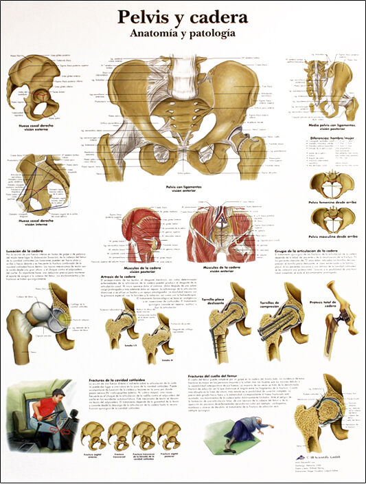 Lâmina de anatomia: Pelvis e quadril