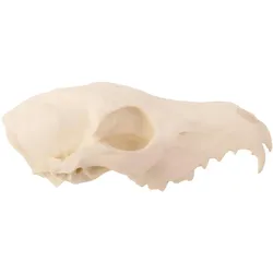 Andracor 3D-Druck Fuchsschädel - 16 cm - Halloween Skelett
