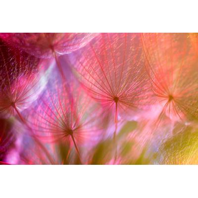 Fototapete PAPERMOON "PUSTEBLUME-LÖWENZAHN ABSTRAKT TEXTUR MUSTER FARBIG DEKO", bunt, B:5m L:2,8m, Vlies, Tapeten