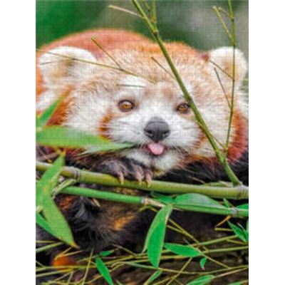 CALVENDO Puzzle Roter Panda 1000 Teile Lege-Größe 480 x 640 cm Foto-Puzzle Bild von Peter Roder
