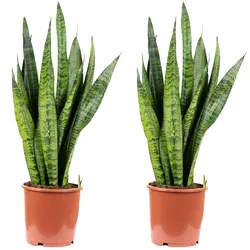 Flowerbox 2er-Set Bogenhanf - Sansevieria zeylanica - Höhe ca. 65 cm, Topf-⌀ 17 cm