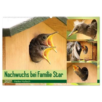 Nachwuchs bei Familie Star (Wandkalender 2027 DIN A2 quer), CALVENDO Monatskalender