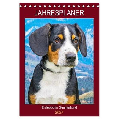 Jahresplaner Entlebucher Sennenhund (Tischkalender 2027 DIN A5 hoch), CALVENDO Monatskalender