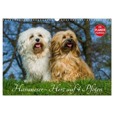 Havaneser - Herz auf 4 Pfoten (Wandkalender 2027 DIN A3 quer), CALVENDO Monatskalender