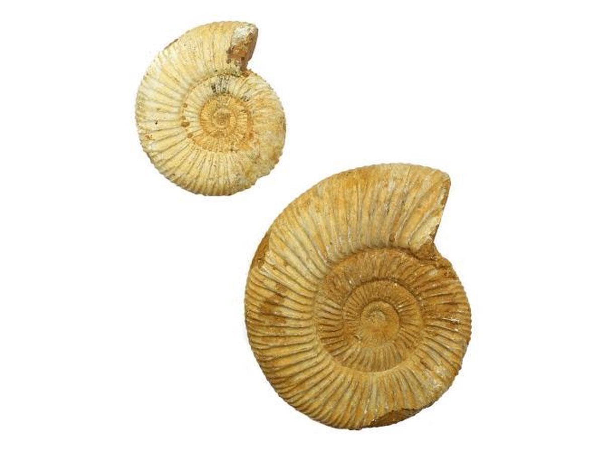 Lot van 2 ruwe Ammonieten fossielen uit Madagaskar 285 gram