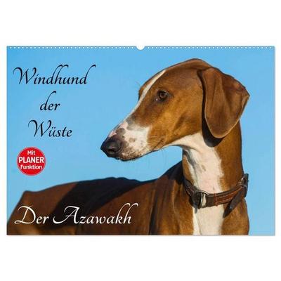Windhund der Wüste - Der Azawakh (Wandkalender 2027 DIN A2 quer), CALVENDO Monatskalender