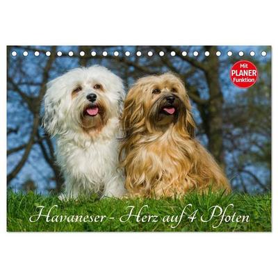 Havaneser - Herz auf 4 Pfoten (Tischkalender 2027 DIN A5 quer), CALVENDO Monatskalender