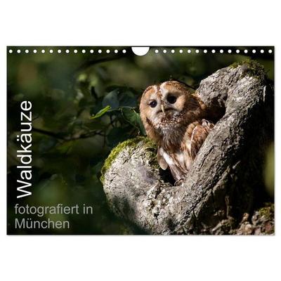 Waldkäuze, fotografiert in München (Wandkalender 2026 DIN A4 quer), CALVENDO Monatskalender