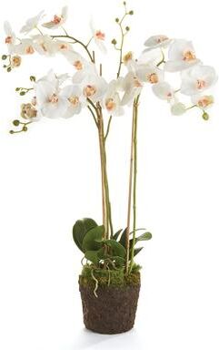 Porch & Petal "Phalaenopsis Orchid Drop-In 31"" - White"