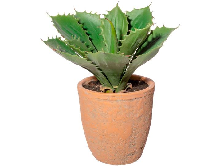 Künstliche Zimmerpflanze CREATIV GREEN Echeveria im Terracottatopf , grün, H:25cm, Obermaterial: 100% Polyethylen, Kunstpflanzen, Künstliche Zimmerpflanze