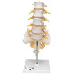 Lendenwirbelsäulenmodell, beweglich, auf Stativ - 3B Smart Anatomy