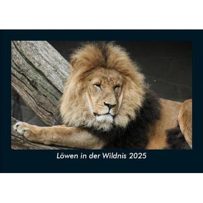 Löwen in der Wildnis 2025 Fotokalender DIN A5
