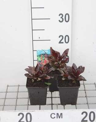 6 x Lobelia hybrida Queen Victoria - Lobelia - Pot van 9 x 9 cm