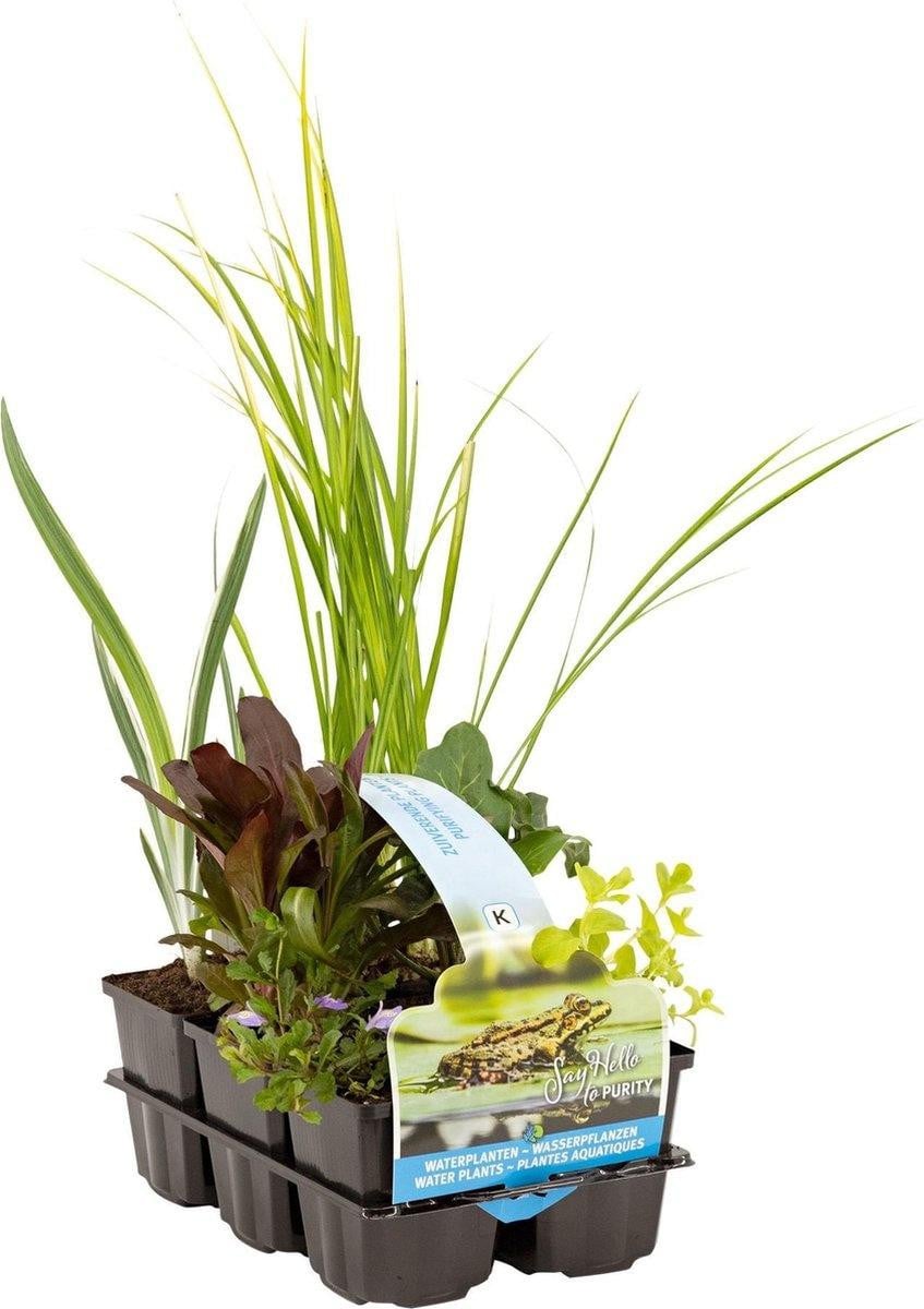 Moerings Zuiverende Vijverplanten Mix in Thema Sixpack