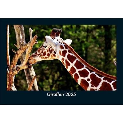 Giraffen 2025 Fotokalender DIN A5