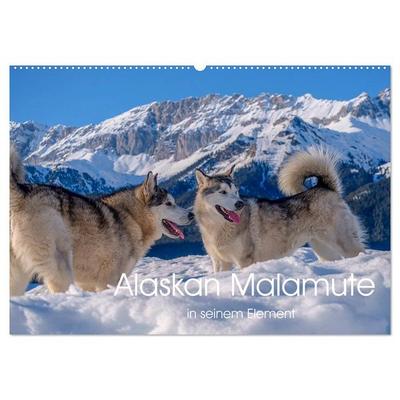 Alaskan Malamute in seinem Element (Wandkalender 2026 DIN A2 quer), CALVENDO Monatskalender