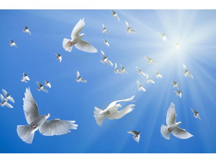 Fototapete PAPERMOON White Doves , bunt, B:2,5m L:1,86m, Vlies, Tapeten, Fototapete