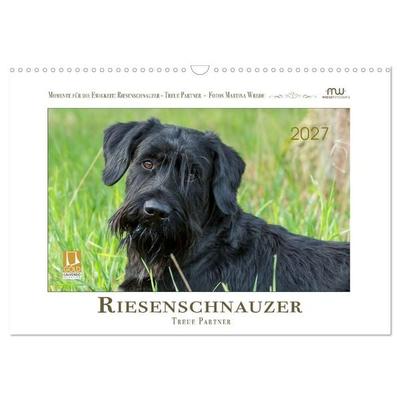 Riesenschnauzer - Treue Partner (Wandkalender 2027 DIN A3 quer), CALVENDO Monatskalender