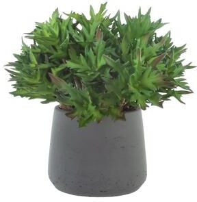Creative Labs Agave Plant Arranged in Fiberstone Pot