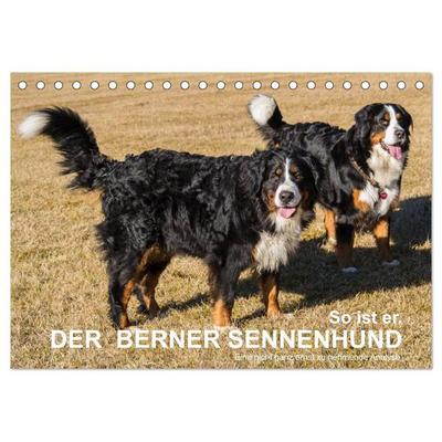 So ist er. Der Berner Sennenhund (Tischkalender 2026 DIN A5 quer), CALVENDO Monatskalender