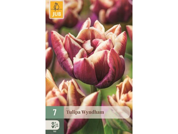 Tulp Wyndham 7 bollen