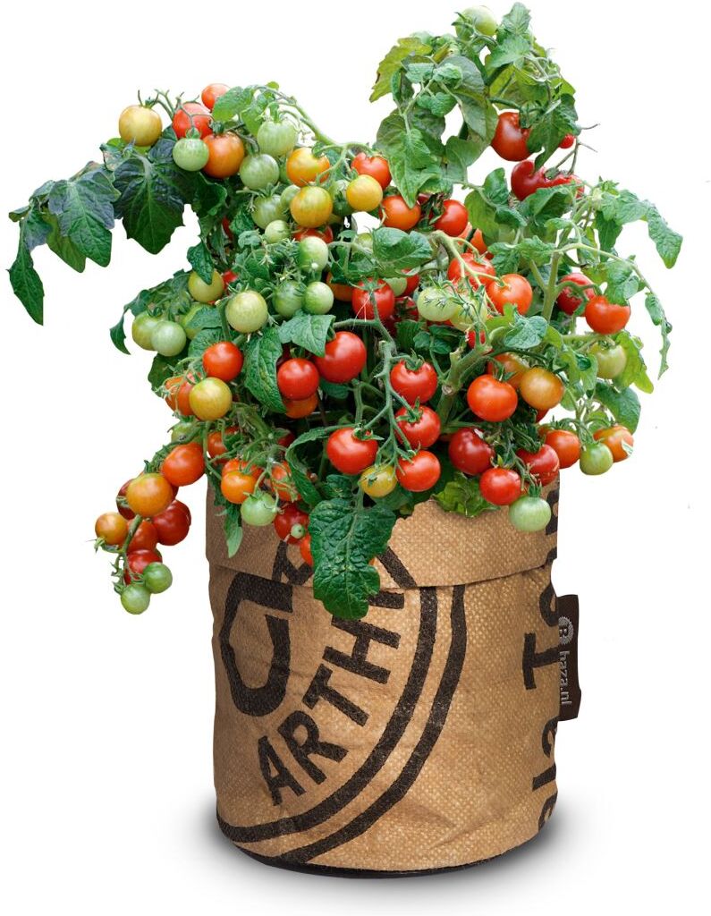 Baza Seeds Kitchengarden Strauchtomate Bio Koralik