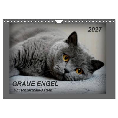 GRAUE ENGEL Britischkurzhaar-Katzen (Wandkalender 2027 DIN A4 quer), CALVENDO Monatskalender