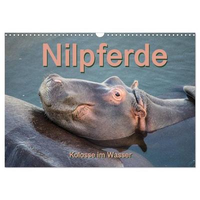 Nilpferde, Kolosse im Wasser (Wandkalender 2027 DIN A3 quer), CALVENDO Monatskalender