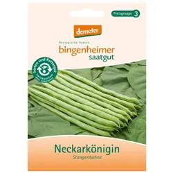 Stangenbohne - Neckarkönigin