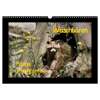 Waschbären (Wandkalender 2027 DIN A3 quer), CALVENDO Monatskalender