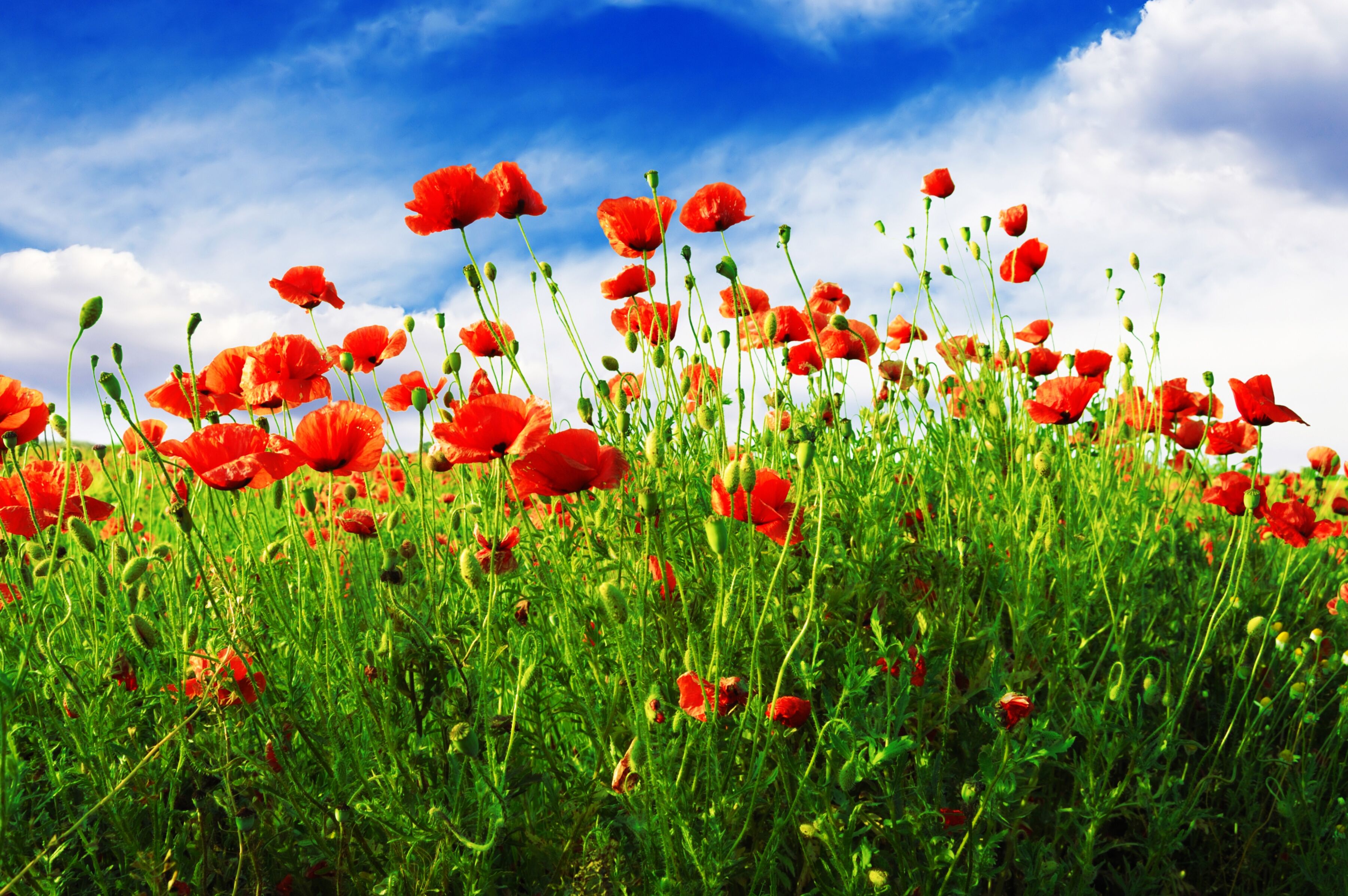 Fototapete PAPERMOON "Red Poppies", bunt, B:3m L:2,23m, Vlies, Tapeten, Fototapete bunt B/L: 3m x 2,23m, Bahnen: 6 Stk.