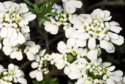 6x Iberis sempervirens Zwergschneeflocke Sneeuwklokje in pot van 9 x 9 cm van GRDplanten