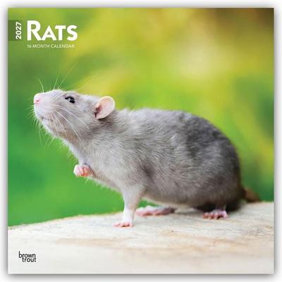 Rats – Ratten 2027 – 16-Monatskalender