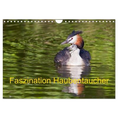 Faszination Haubentaucher (Wandkalender 2027 DIN A4 quer), CALVENDO Monatskalender