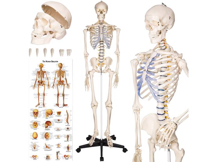 Anatomie skelet - wit