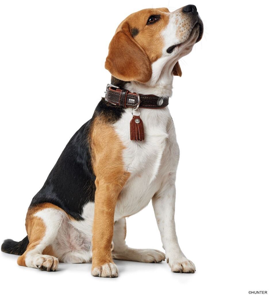 DOG SPORT HUNTER Halsband Cody S (45), d-braun/cognac