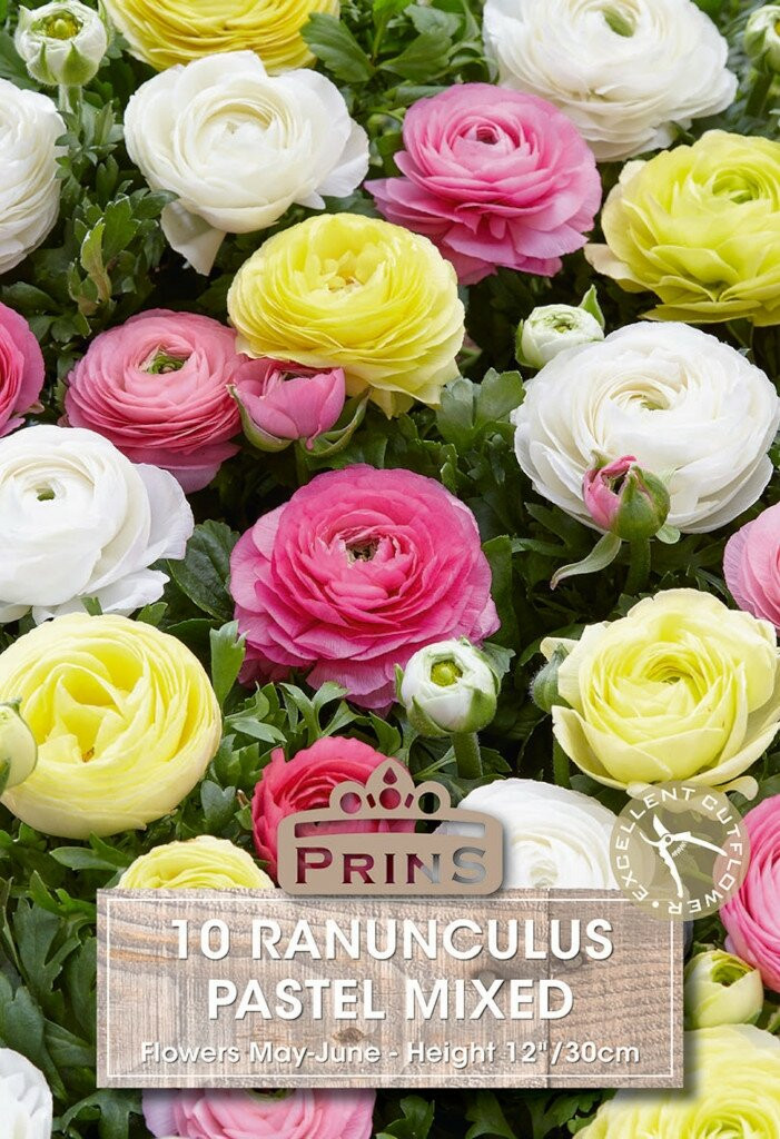 Prins Ranunculus knollen pastel mix - 10 stuks