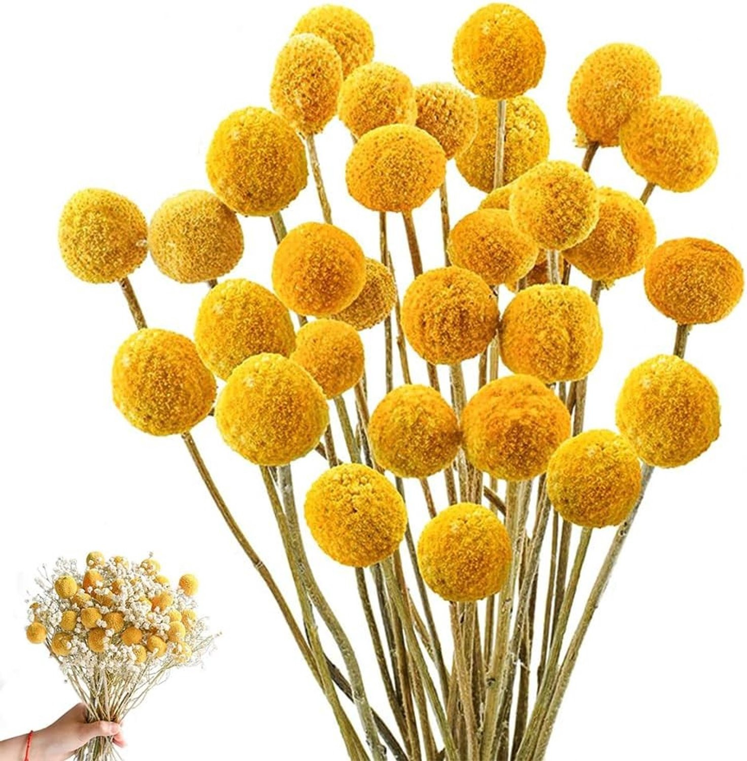 36 stuks Gele Billy Balls Craspedia Globes Gedroogde Bloemen voor DIY Bloemstukken en Bruiloft Decoratie, 43 cm