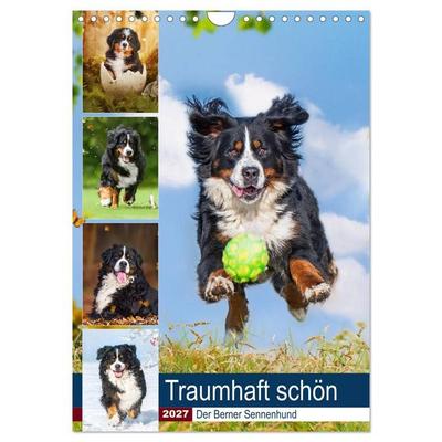 Traumhaft schön - Der Berner Sennenhund (Wandkalender 2027 DIN A4 hoch), CALVENDO Monatskalender