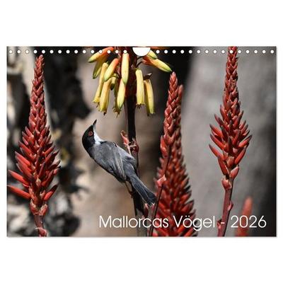 Mallorcas Vögel (Wandkalender 2026 DIN A4 quer), CALVENDO Monatskalender